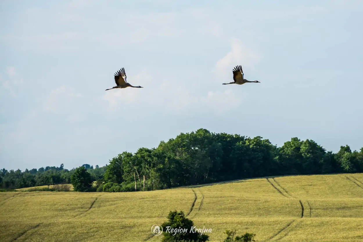 Żurawie - nieodzowny symbol Krajeńskiego Parku Krajobrazowego.