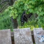 Zapomniana wieża widokowa w Jeleniu