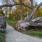 Pałac Komierowo