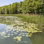 plaza-smilowo-region-krajna-11