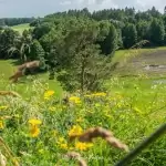 Skłony Śmiłowskie