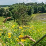Skłony Śmiłowskie