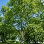 Zespół pałacowo-parkowy w Runowie Krajeńskim