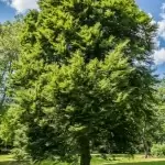 Zespół pałacowo-parkowy w Runowie Krajeńskim
